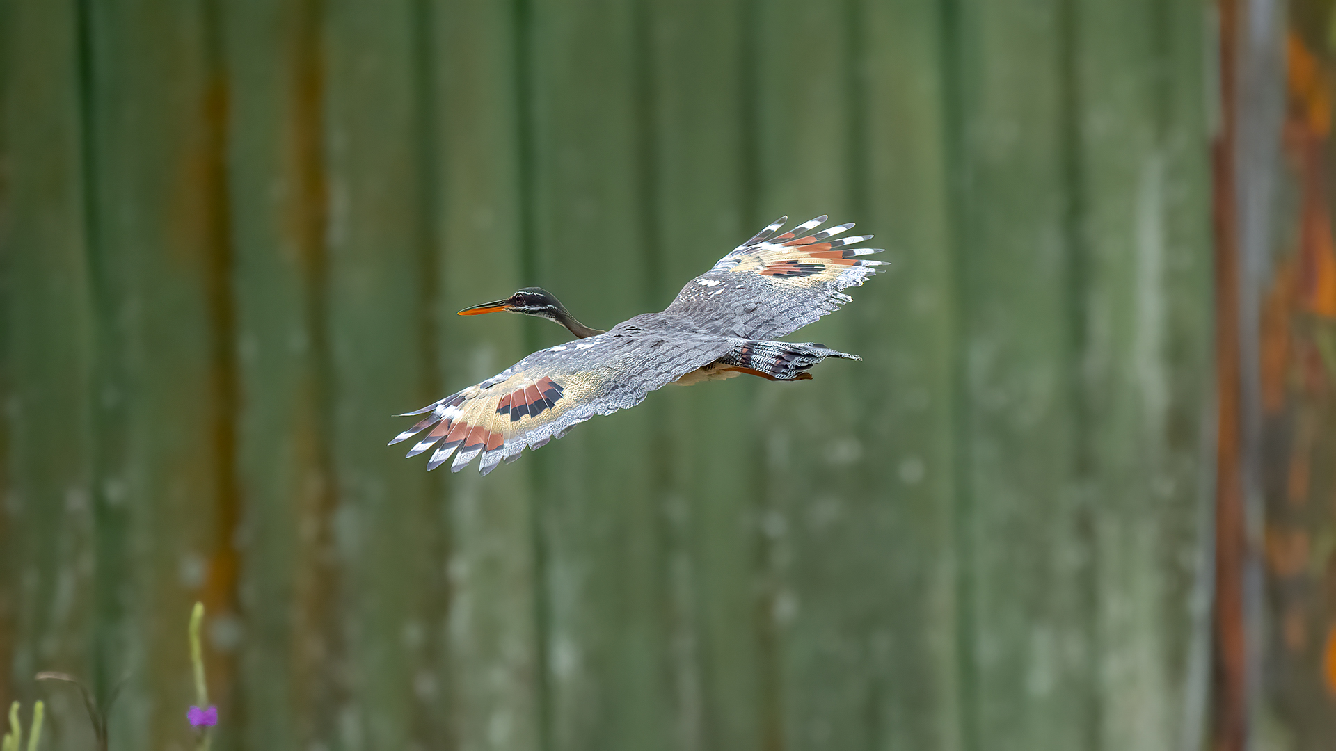 Sunbittern — Ana fotoğraf
